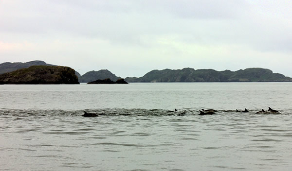 Dolphin at Summer Isles